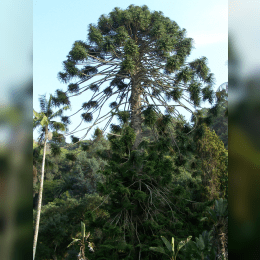 Bunya Pine image