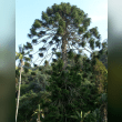 Bunya Pine Reviews | RateItAll