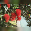 Pohutukawa Tree Reviews | RateItAll