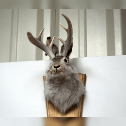 Jackalope image