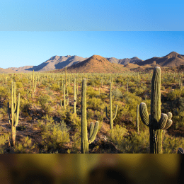 Sonoran Desert image