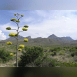 Chihuahuan Desert Reviews | RateItAll