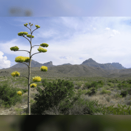 Chihuahuan Desert image