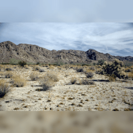 Colorado Desert image