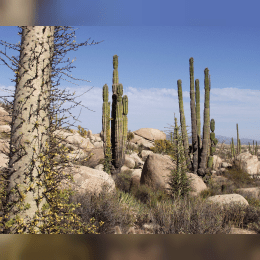 Baja California Desert image