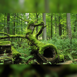 Białowieża Forest image