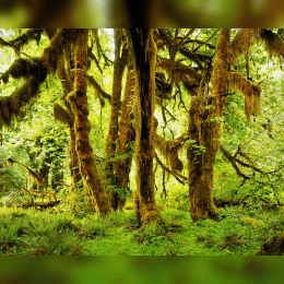 Hoh Rainforest image