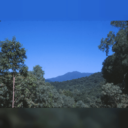 Daintree Rainforest image