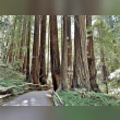 Muir Woods Reviews | RateItAll