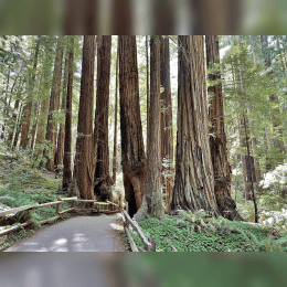 Muir Woods image