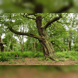 Sherwood Forest image