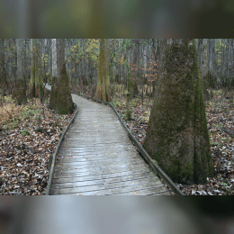 Congaree National Park image