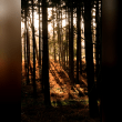 Thetford Forest Reviews | RateItAll