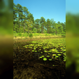 Croatan National Forest image