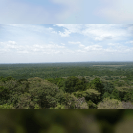 Kakamega Forest image