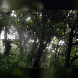 Monteverde Cloud Forest Reserve image