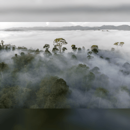 Danum Valley Conservation Area image