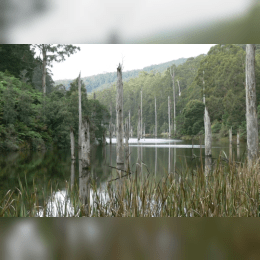 Great Otway National Park image