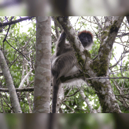 Kibale National Park image