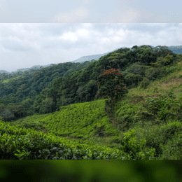 Sinharaja Forest Reserve image