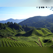 Cameron Highlands Reviews | RateItAll