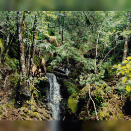 El Cielo Biosphere Reserve image