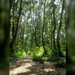 Jozani Chwaka Bay National Park image