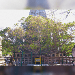 Bodhi Tree image