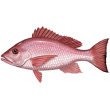 Red Snapper Reviews | RateItAll