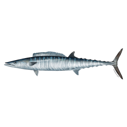 Wahoo image