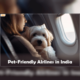 4 Pet Friendly Airlines in India image