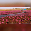 When to Visit This Stunning Lake in Thailand for Boating amidst Pink Lilies Reviews | RateItAll