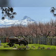 Mt Hood Wine Waterfall Tour Reviews | RateItAll