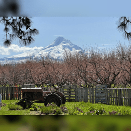 Mt Hood Wine Waterfall Tour image