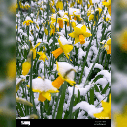 Landscape Designer Toronto image