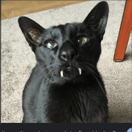 Mingus the panther image