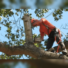 Albany Tree Service image