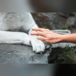 Mobile Vet Euthanasia Kent Reviews | RateItAll