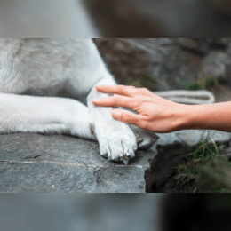 Mobile Vet Euthanasia Kent image